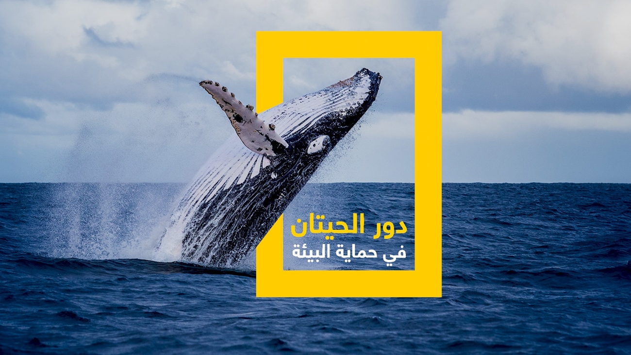 كيف تساهم الحيتان في حماية البيئة؟